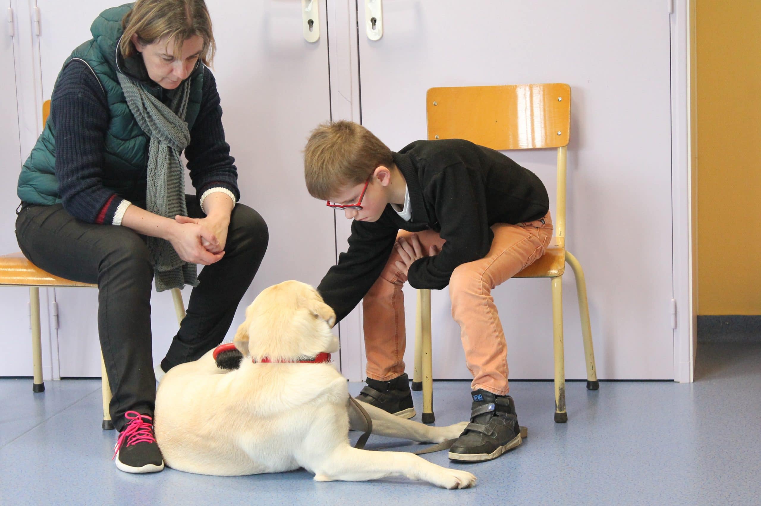 Réorientation des chiens guides retraités - Chiens Guides de lu0027Ouest